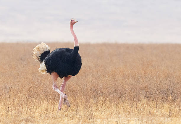 avestruz macho, ngorongoro, tanzania áfrica - avestruz fotografías e imágenes de stock