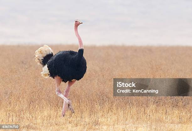 Male Ostrich Ngorongoro Tanzania Africa Stock Photo - Download Image Now - Ostrich, Animals In The Wild, Africa