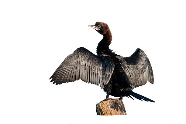 istock Pygmy cormorant, Phalacrocorax pygmeus 616115226