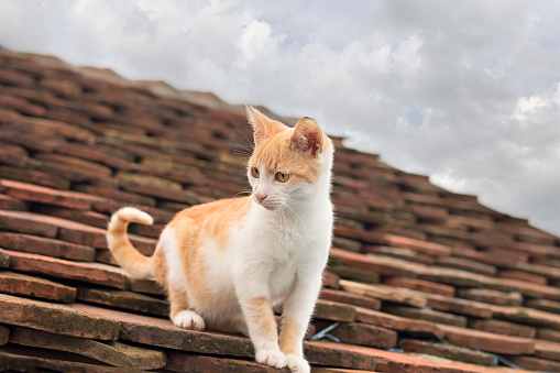 Kitty on the roof