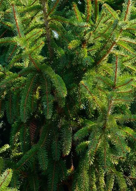 Photo of Close up of Christmas Tree for Background