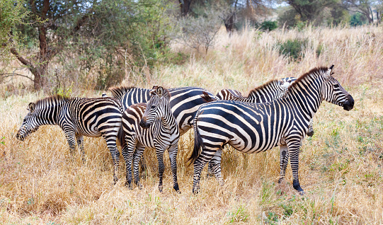 Zebra Herd 