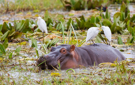 Hippopotamus Calf 