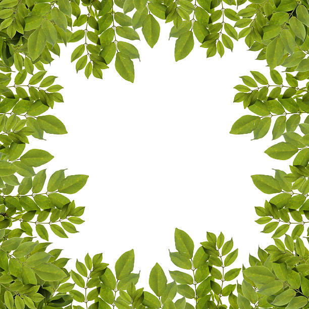 istock Fresh green leaves border isolated on white background. 616118352