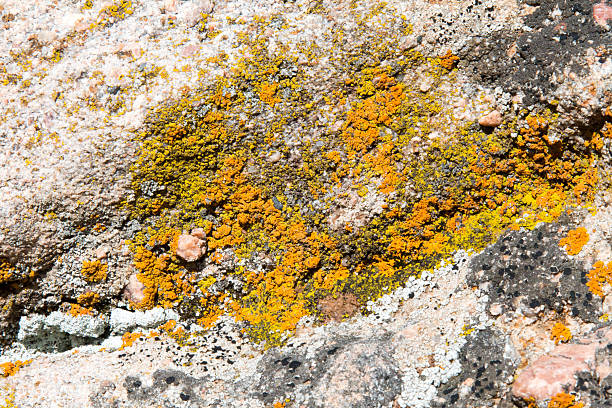 istock Orange and green lichen on a boulder, close up 616118750
