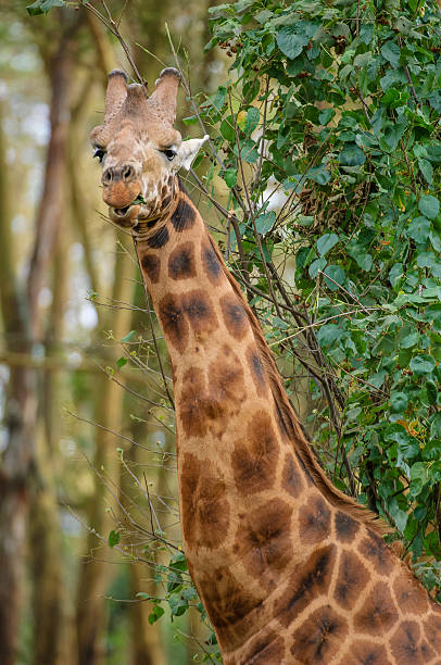 istock Wild Rothschild Giraffe in Kenya Forest 616119300
