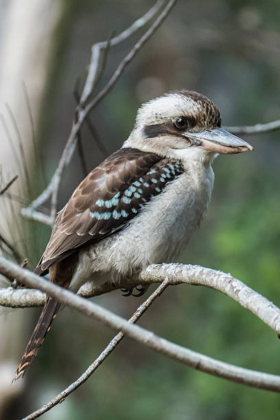 istock Laughing Kookaburra, Australia 616119668