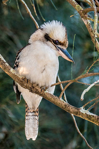 istock Laughing Kookaburra, Australia 616119758