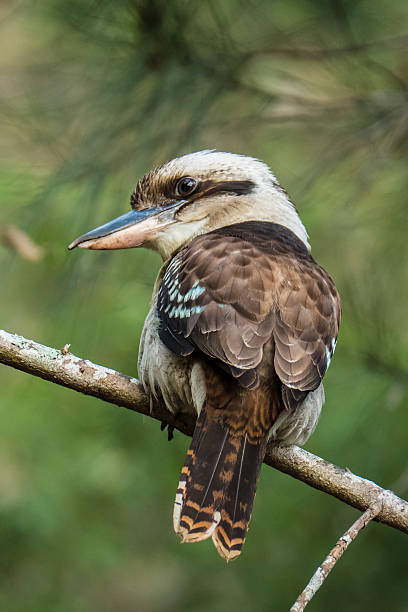 istock Laughing Kookaburra, Australia 616119814