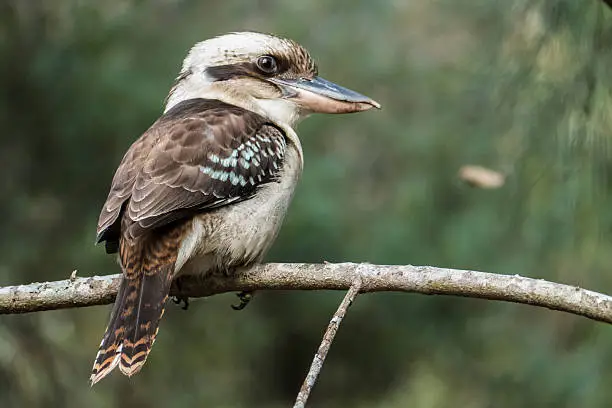The Laughing Kookaburra (Dacelo novaeguineae) belongs to the Kingfisher family. A carnivorous native Australian bird, the kookaburra is known for its loud call which sounds like raucous laughter. Horizontal portrait taken in the Sydney region with the kookaburra sitting on a Casuarina branch.
