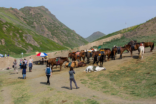 Dalanzadgad, Mongolia - July 6, 2016: Mongolian horses ready to provide rides through Gobi Gurvansaikhan National Park.