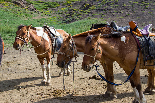 istock Mongolia: Horseback Riding in Gobi Gurvansaikhan National Park 616120342