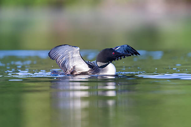 istock Common loon in a lake in northern Quebec Canada. 616120478