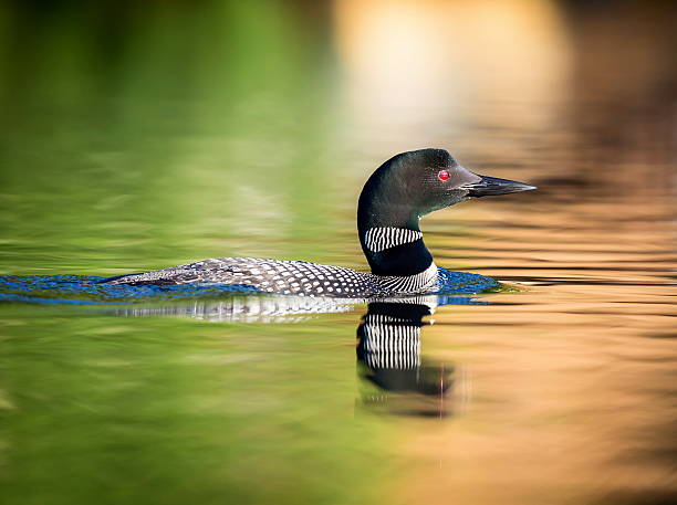 istock Common loon in a lake in northern Quebec Canada. 616120536