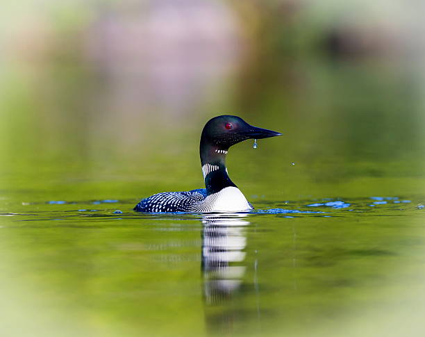 istock Common loon in a lake in northern Quebec Canada. 616120576