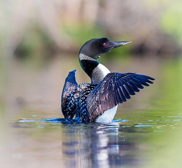 Common loon in a lake in northern Quebec Canada.