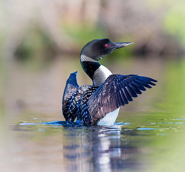 Common loon in a lake in northern Quebec Canada. Common Loon breaching the water after having been in search of fish. This shot was taken on lac Creux northern Quebec Canada. Here you can see the incredible feather pattern these birds possess. loon bird stock pictures, royalty-free photos & images