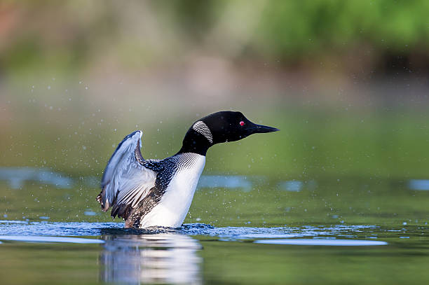 istock Common loon in a lake in northern Quebec Canada. 616120634