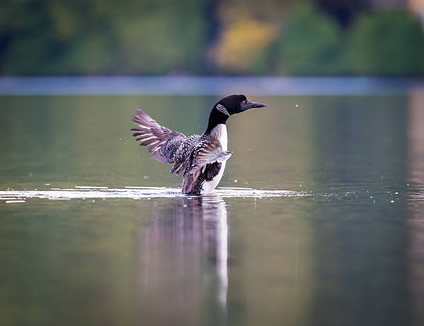 istock Common loon in a lake in northern Quebec Canada. 616120690