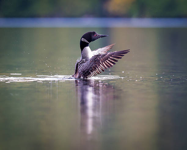 istock Common loon in a lake in northern Quebec Canada. 616120744
