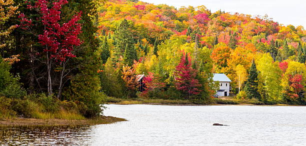 istock Autumn leaves, North Quebec Canada. 616121072