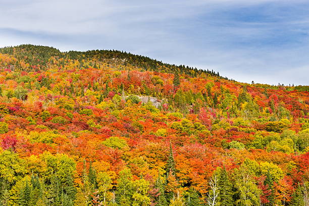 istock Autumn leaves, North Quebec Canada. 616121102