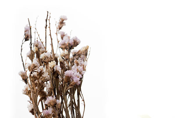 istock Close-up Dried flower isolated on white 616121230