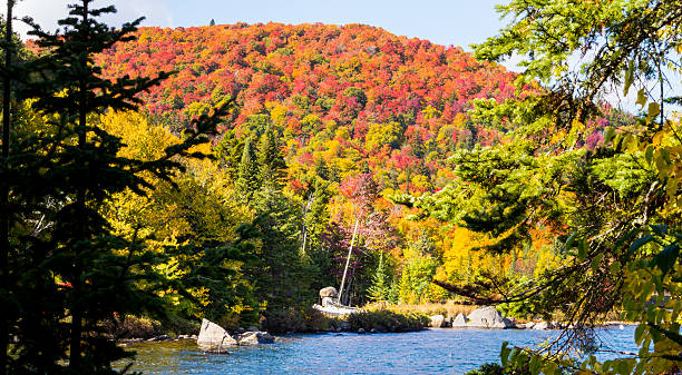 istock Autumn leaves, North Quebec Canada. 616121288