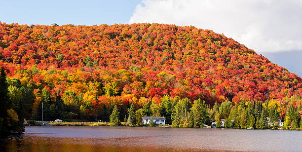 istock Autumn leaves, North Quebec Canada. 616121352