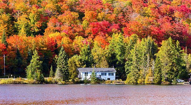 istock Autumn leaves, North Quebec Canada. 616121374