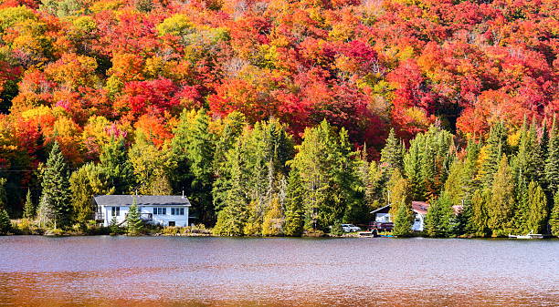 istock Autumn leaves, North Quebec Canada. 616121394