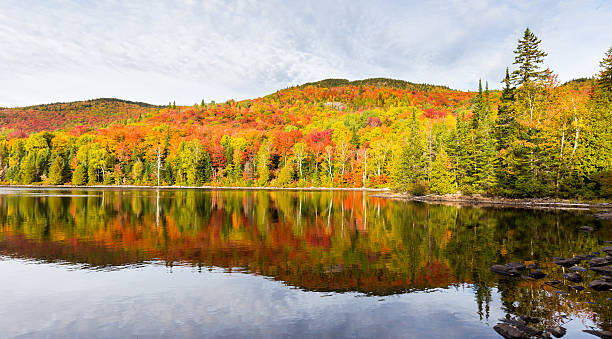 istock Autumn leaves, North Quebec Canada. 616121504