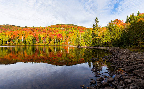 istock Autumn leaves, North Quebec Canada. 616121514