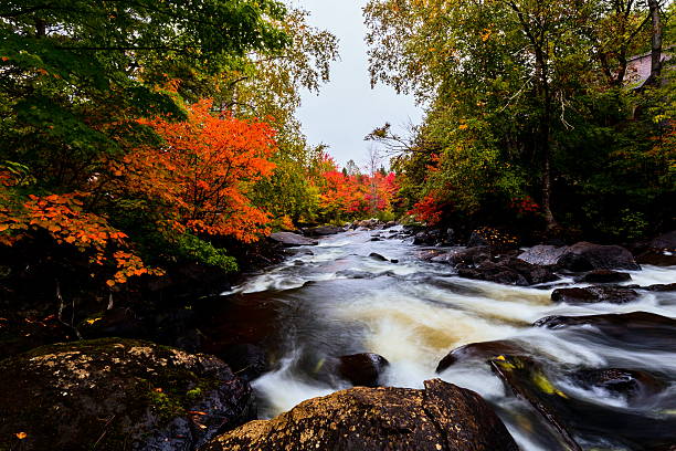istock Autumn leaves, North Quebec Canada. 616121746