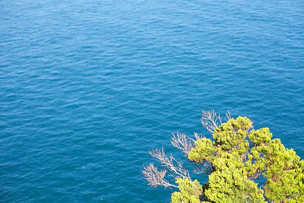 View of section of a small green tree growing on the edge of a cliff with the ocean below