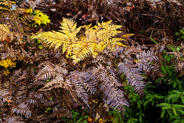 istock Autumn leaves, North Quebec Canada. 616122368