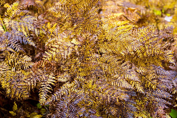 istock Autumn leaves, North Quebec Canada. 616122388