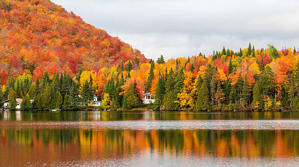 istock Autumn leaves, North Quebec Canada. 616122770