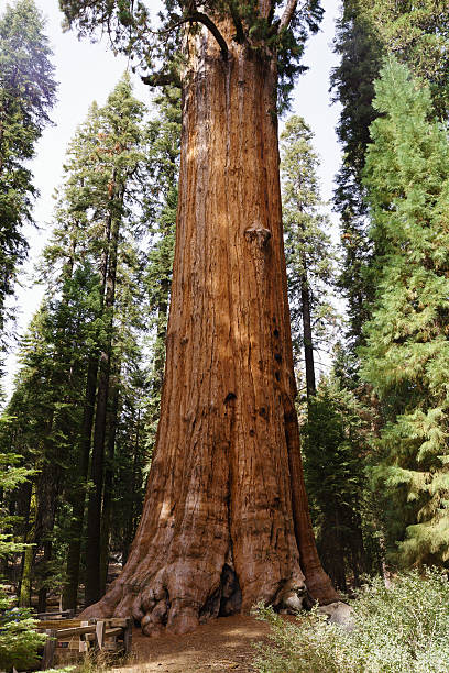 istock General Sherman Tree in Sequoia National Park 616122850