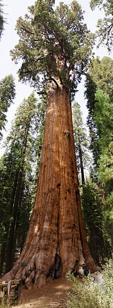 istock General Sherman Tree in Sequoia National Park 616123014