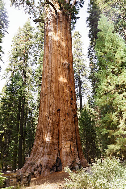 istock General Sherman Tree in Sequoia National Park 616123378