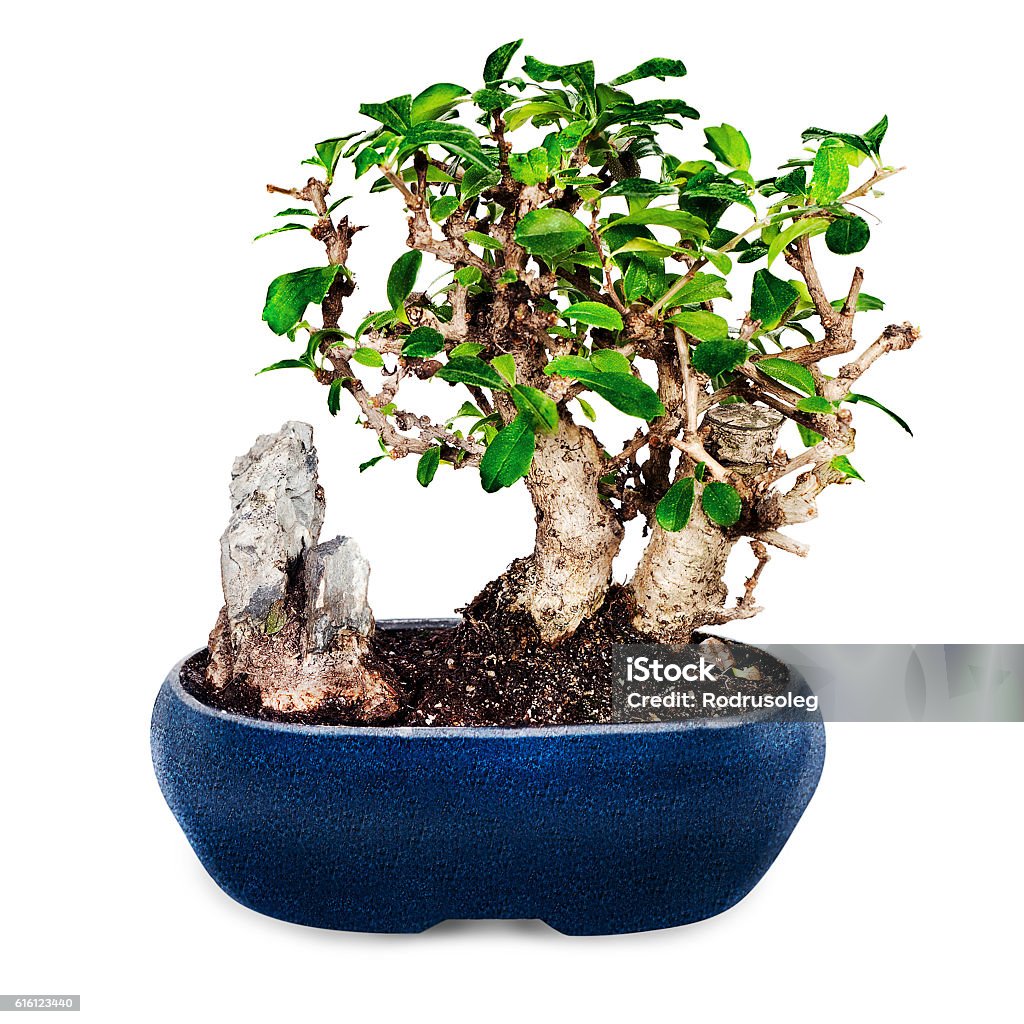 miniature bonsai tree and stone in blue pot isolated on Miniature bonsai tree and stone in blue pot isolated on white background. Bonsai Tree Stock Photo