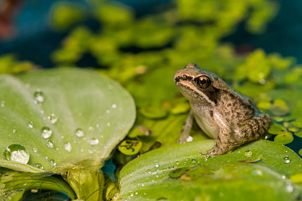 Wood Frog Metamorph A baby wood frog sitting on a floating plant in a pond. amphibian photos stock pictures, royalty-free photos & images