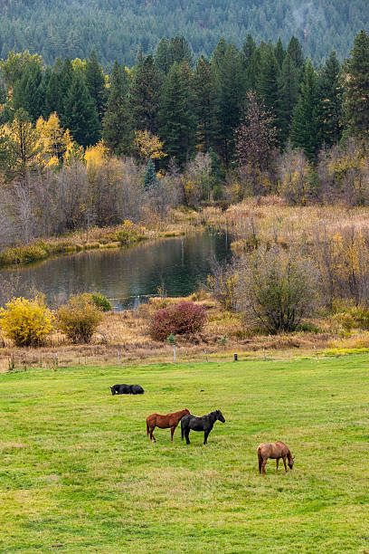 istock Horses grazing in a green field. 616124082