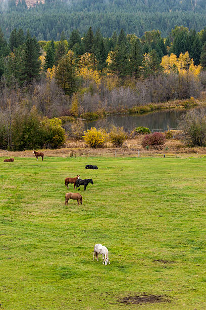 istock Grazing horses in meadow. 616124204