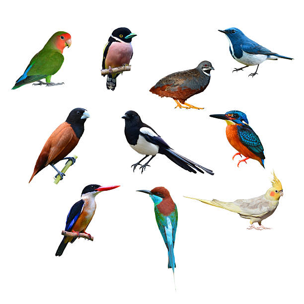 istock big set of birds 616124432