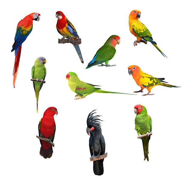 istock big set of birds 616124460