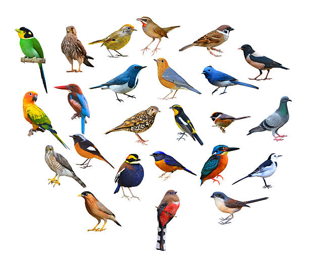 istock big set of birds 616124502