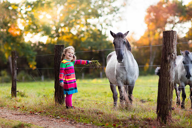 Little girl feeding a horse. Kid playing with pet horses. Child feeding animal on a ranch on cold fall day. Family on a farm in autumn. Outdoor fun for children.