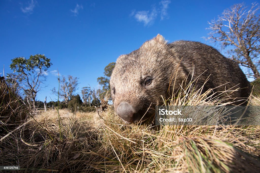 Wombat Australia A wombat photographed in the wild - Tasmania Wombat Stock Photo